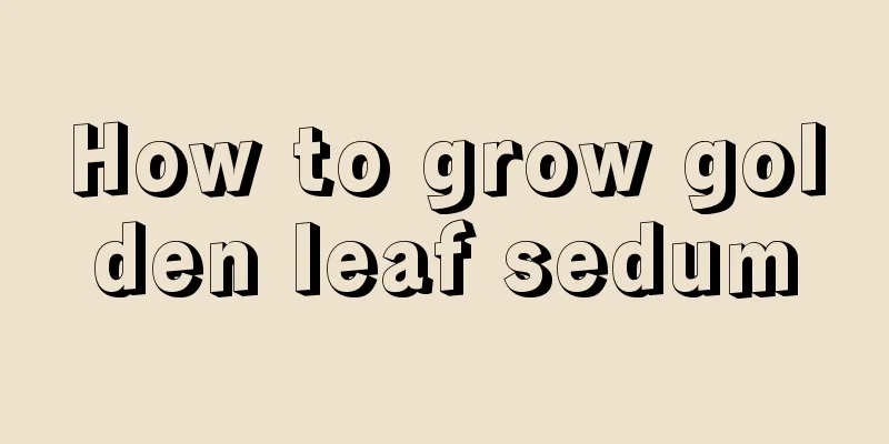 How to grow golden leaf sedum