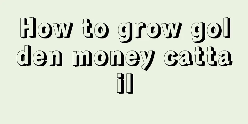 How to grow golden money cattail