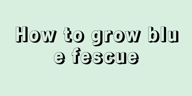 How to grow blue fescue