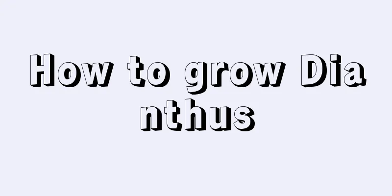 How to grow Dianthus