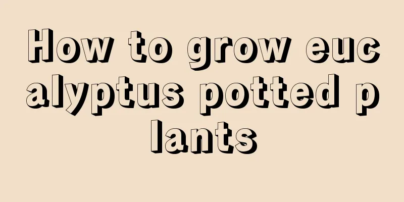 How to grow eucalyptus potted plants