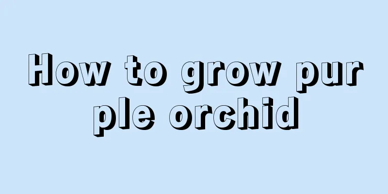 How to grow purple orchid