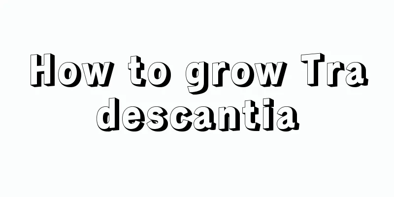 How to grow Tradescantia