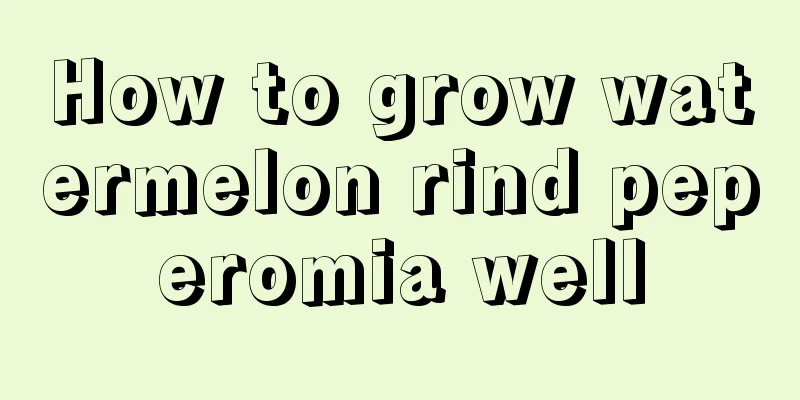 How to grow watermelon rind peperomia well