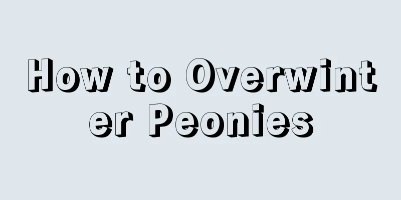 How to Overwinter Peonies