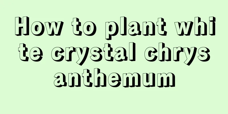 How to plant white crystal chrysanthemum