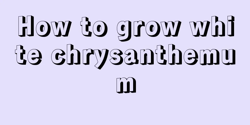 How to grow white chrysanthemum