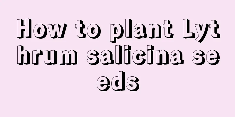 How to plant Lythrum salicina seeds