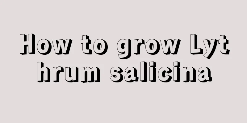 How to grow Lythrum salicina