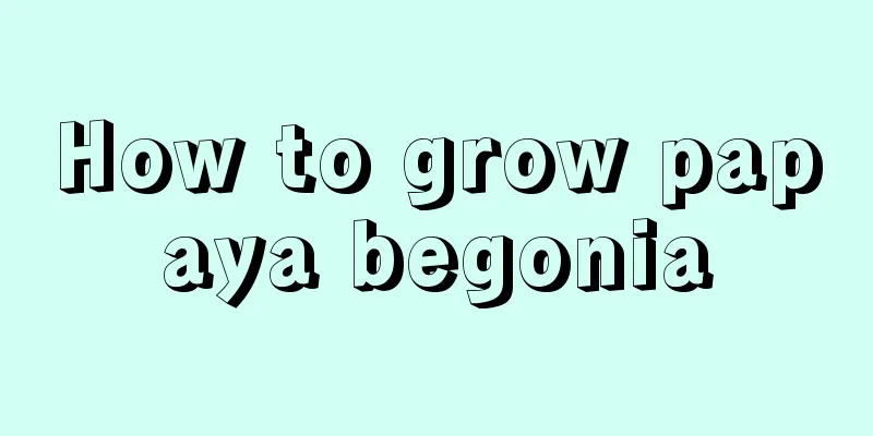 How to grow papaya begonia