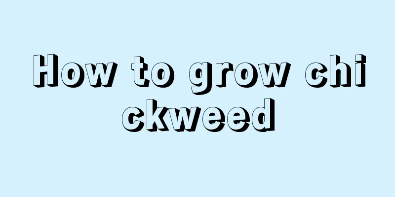 How to grow chickweed