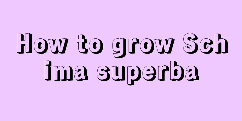 How to grow Schima superba