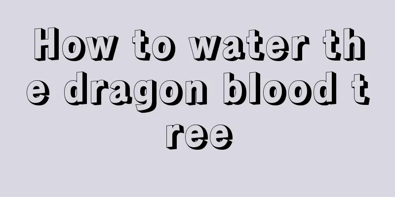 How to water the dragon blood tree