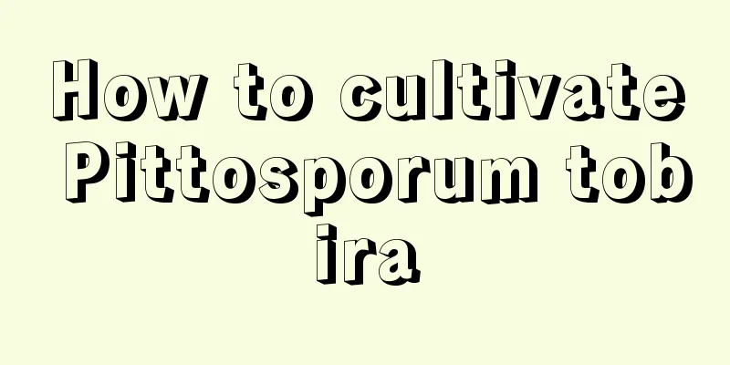 How to cultivate Pittosporum tobira