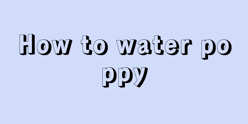 How to water poppy