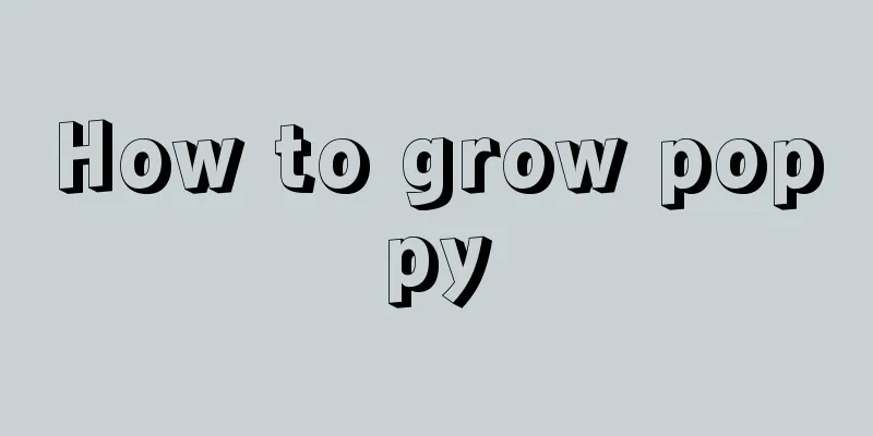 How to grow poppy