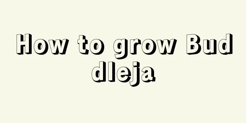 How to grow Buddleja