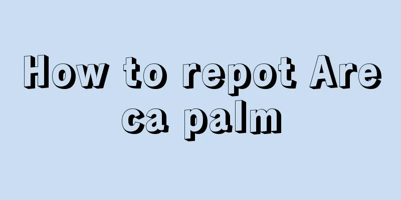 How to repot Areca palm