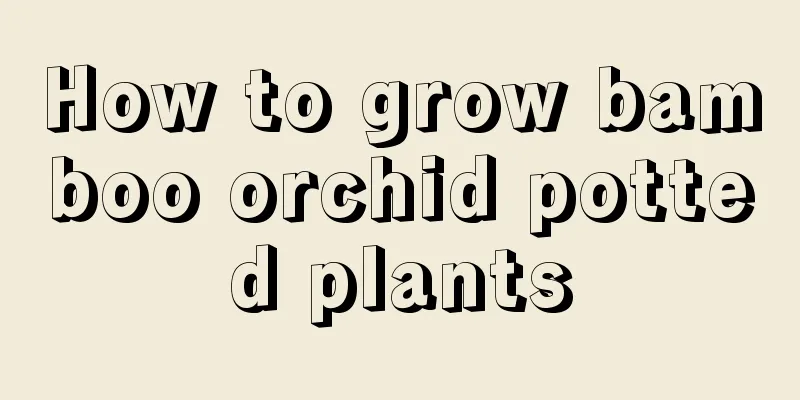 How to grow bamboo orchid potted plants