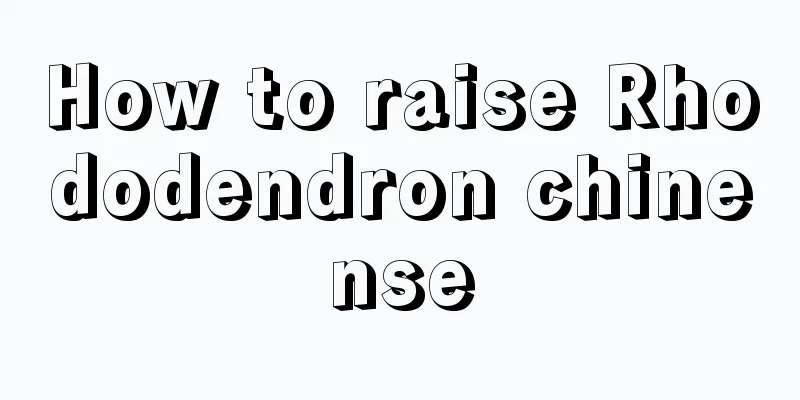 How to raise Rhododendron chinense