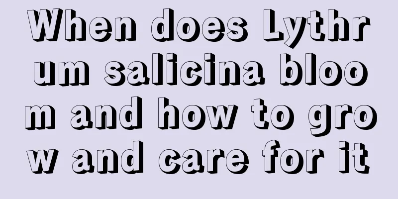 When does Lythrum salicina bloom and how to grow and care for it