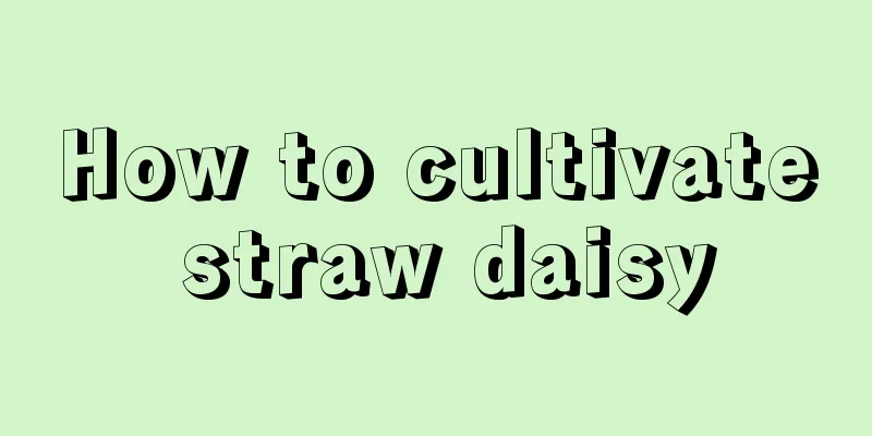 How to cultivate straw daisy