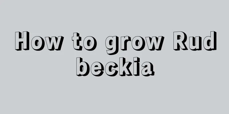 How to grow Rudbeckia