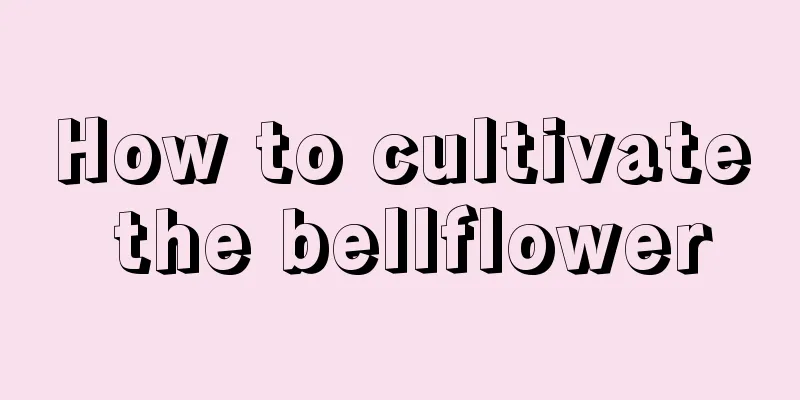 How to cultivate the bellflower