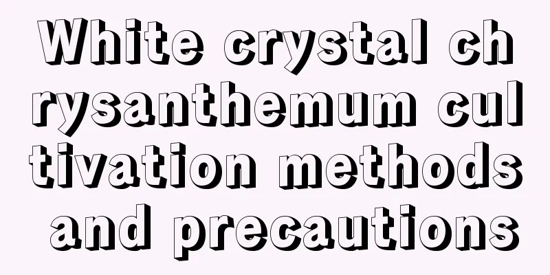 White crystal chrysanthemum cultivation methods and precautions