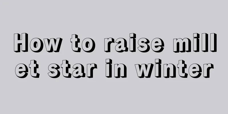 How to raise millet star in winter