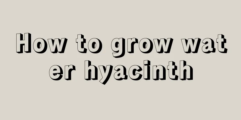 How to grow water hyacinth