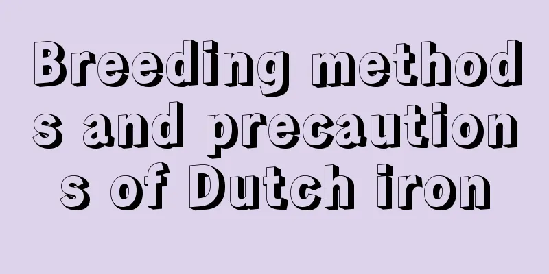 Breeding methods and precautions of Dutch iron