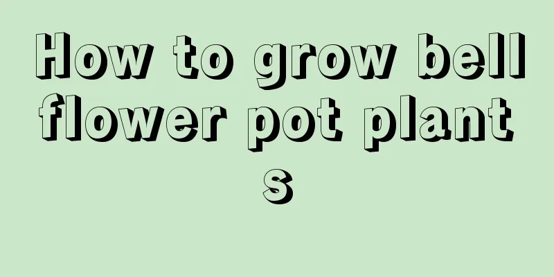 How to grow bellflower pot plants