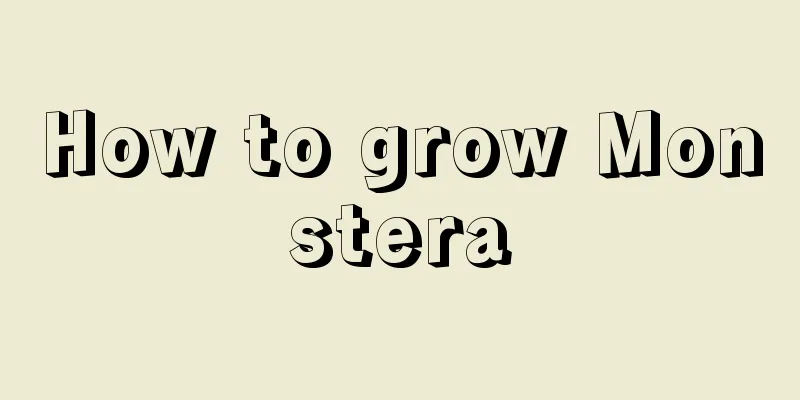 How to grow Monstera