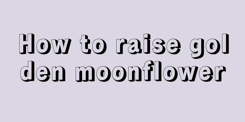 How to raise golden moonflower