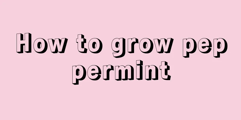 How to grow peppermint