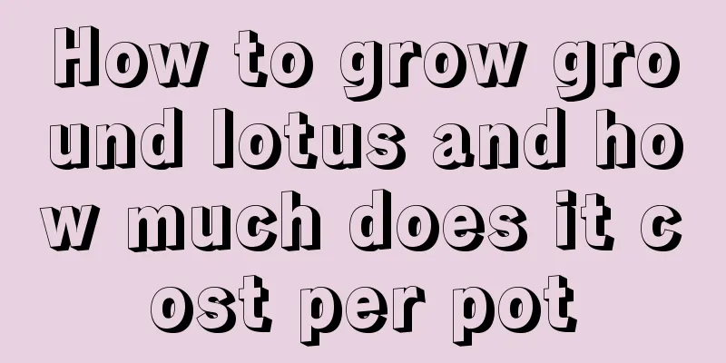 How to grow ground lotus and how much does it cost per pot