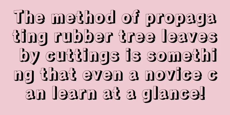 The method of propagating rubber tree leaves by cuttings is something that even a novice can learn at a glance!