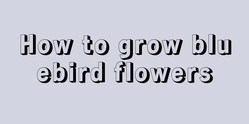 How to grow bluebird flowers