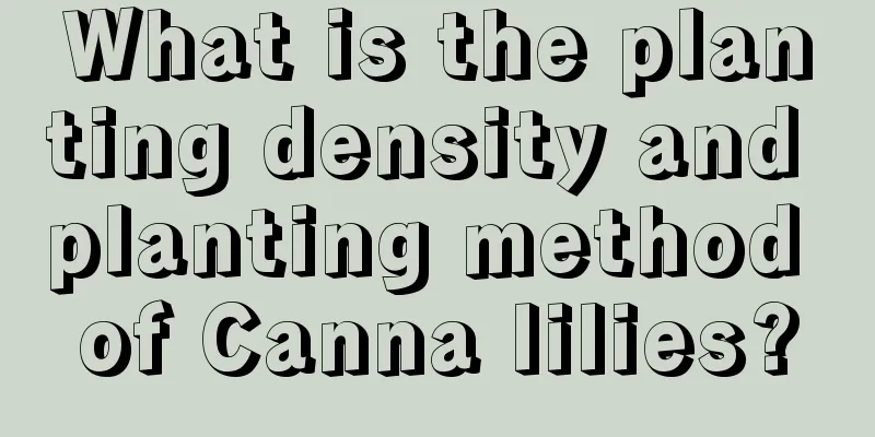 What is the planting density and planting method of Canna lilies?