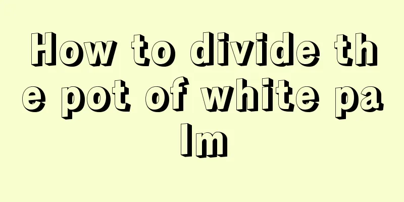 How to divide the pot of white palm