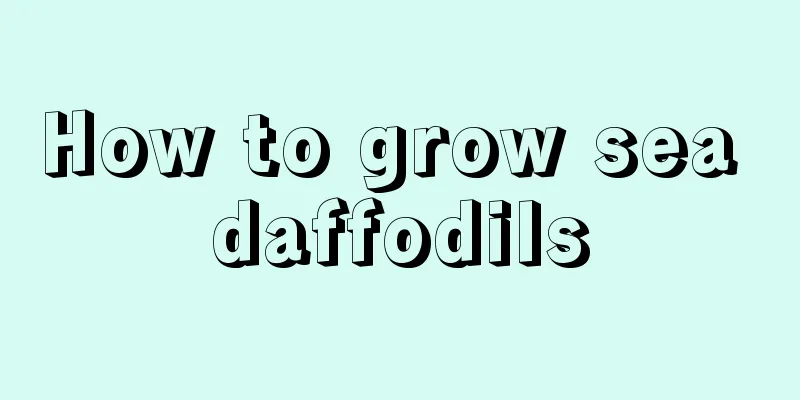 How to grow sea daffodils