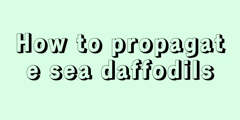 How to propagate sea daffodils