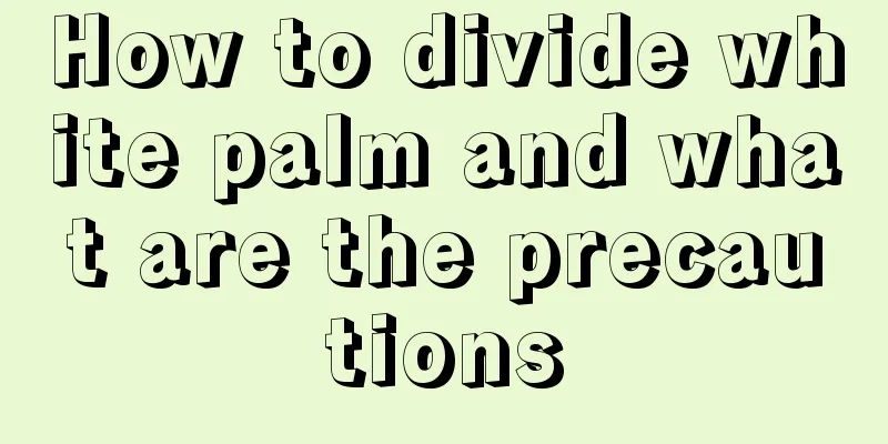 How to divide white palm and what are the precautions