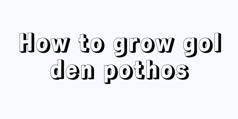 How to grow golden pothos