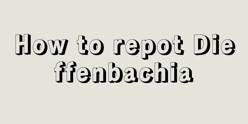 How to repot Dieffenbachia