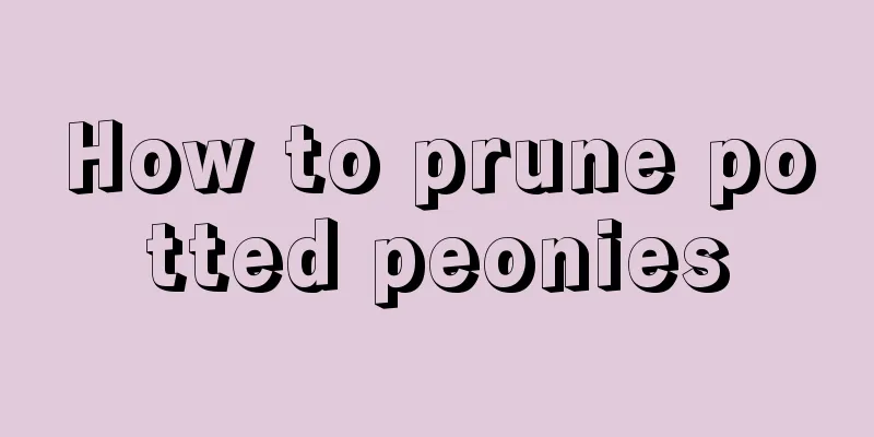 How to prune potted peonies