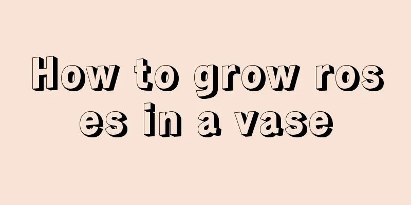 How to grow roses in a vase