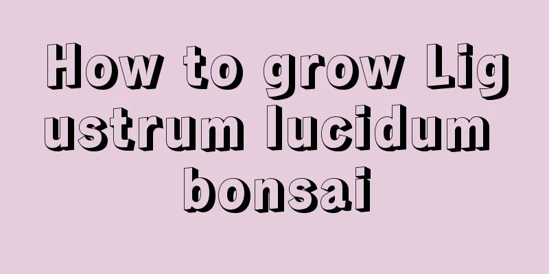 How to grow Ligustrum lucidum bonsai