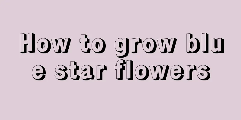 How to grow blue star flowers